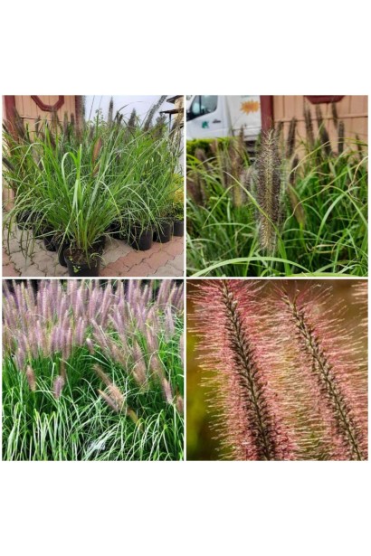 Пеннісетум масайський Ред Хед